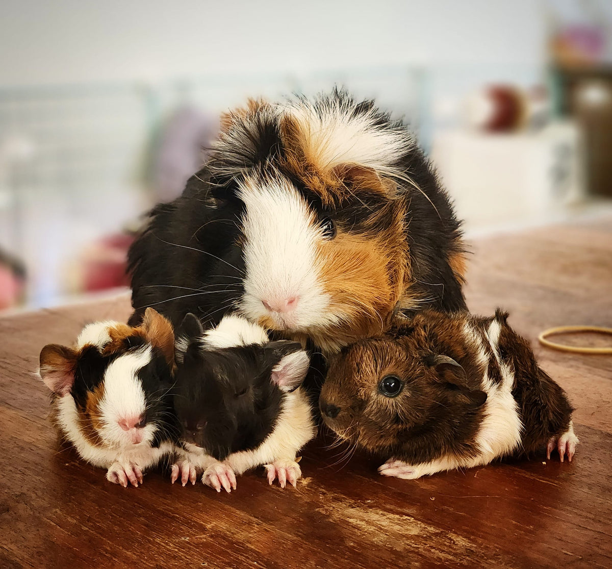 3 week store old guinea pig