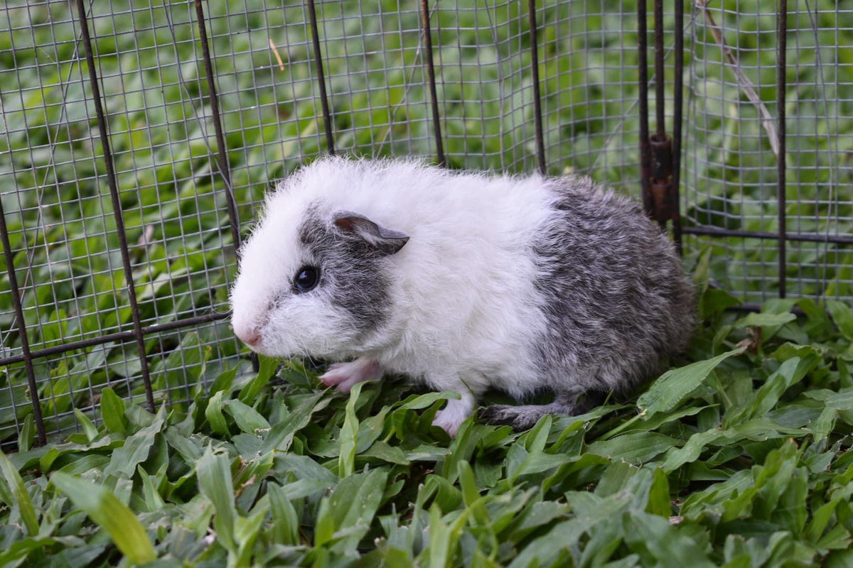 Rex guinea hot sale pig size