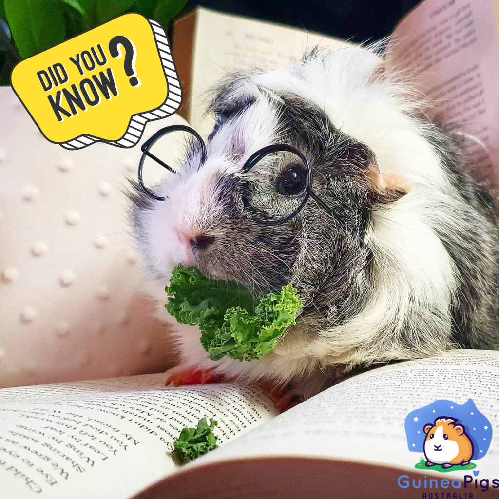 FUN FACTS about Guinea Pigs