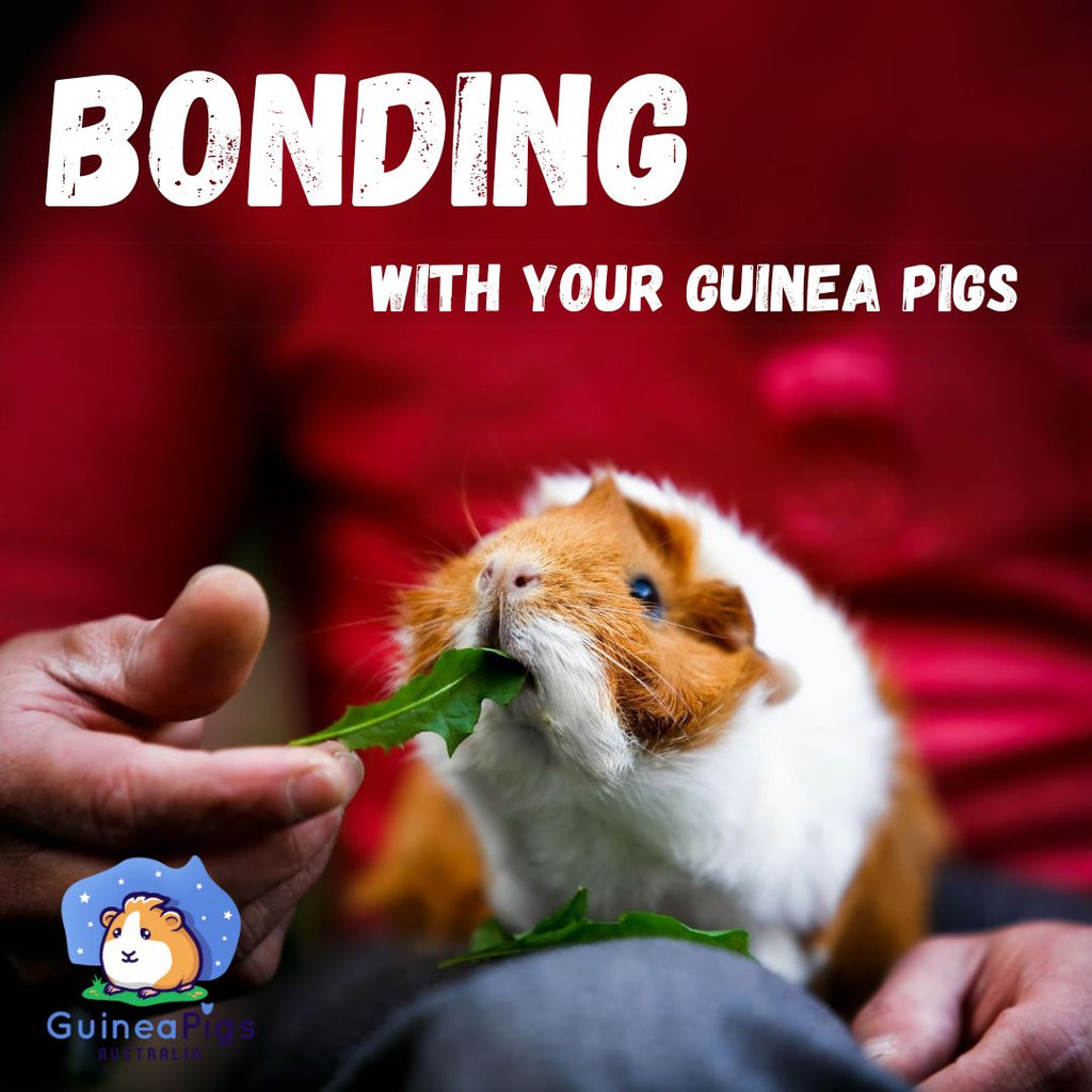 Top 10 Tips and Techniques for Bonding with your Guinea Pigs
