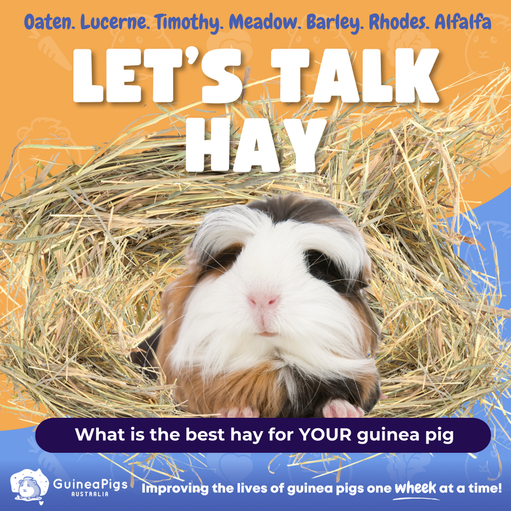 HAY - What is the best hay for your guinea pig?