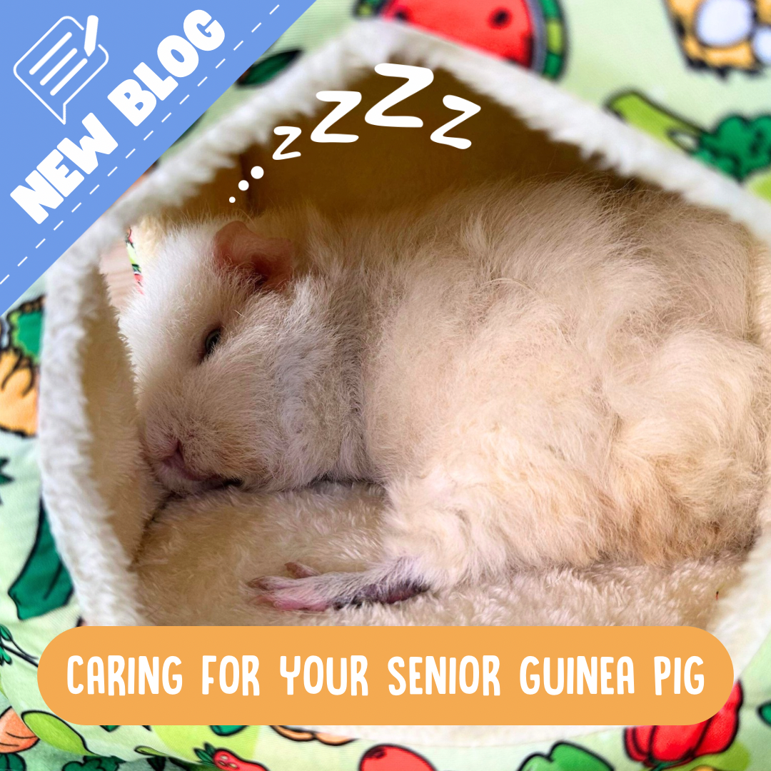 How to care for your Senior Guinea Pigs – Guinea Pigs Australia - Best Food Options For Senior Guinea Pigs With Kidney Disease