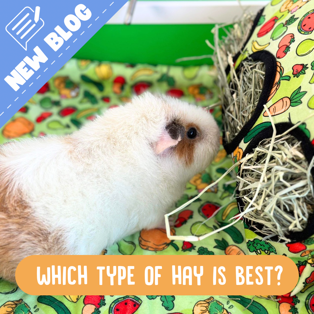 Image showcasing Hay for Guinea pigs – Guinea Pigs Australia