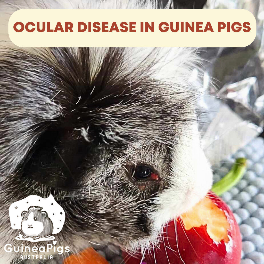 Ocular Disease in Guinea Pigs 👀