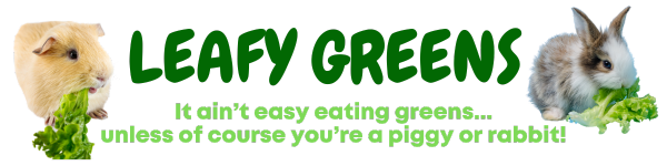 LEAFY GREENS - What can I safely feed my guinea pigs and rabbits?