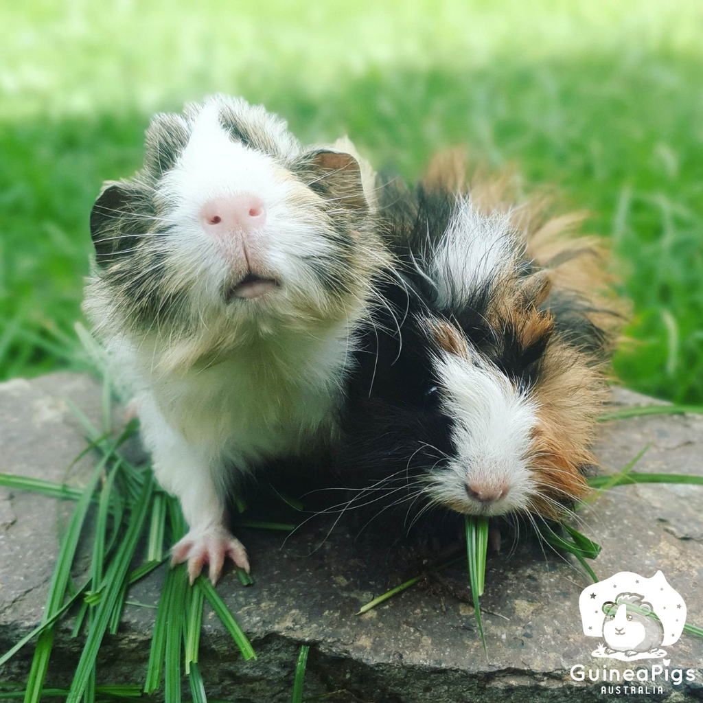 Routine Health Checks for guinea pigs