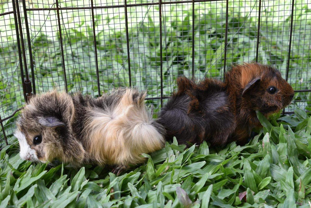 Abyssinian guinea pigs - Everything you need to know - Guinea Pigs Australia