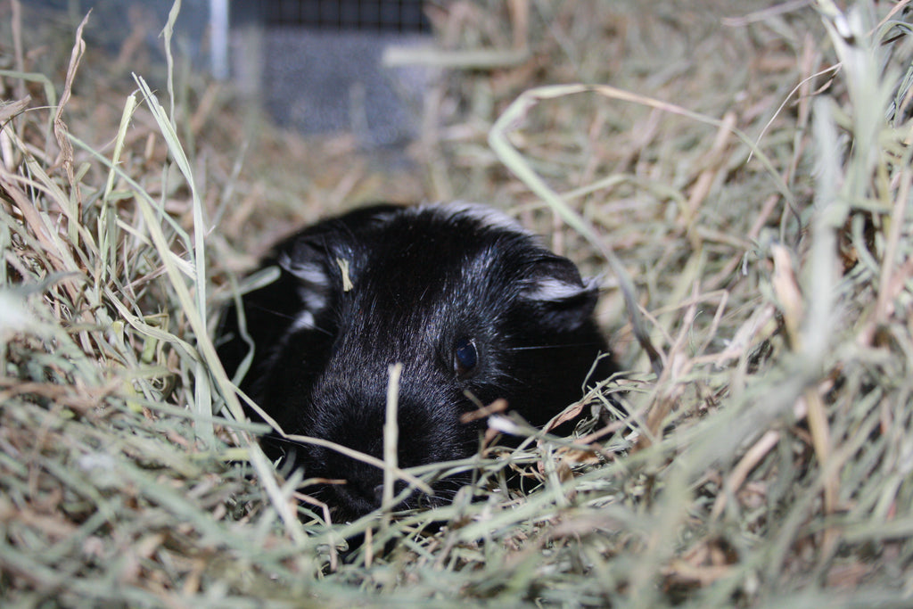 Guinea pig keeping warm in colder weather