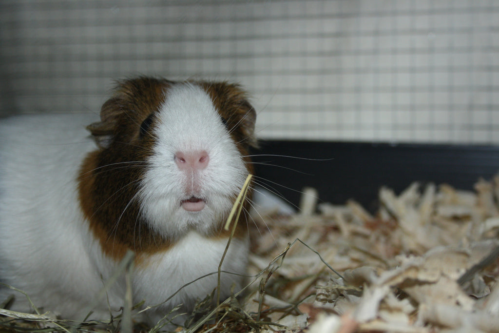 Guinea pig with hay and shavings
