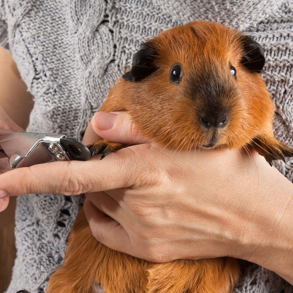 How to cut a guinea pigs nails