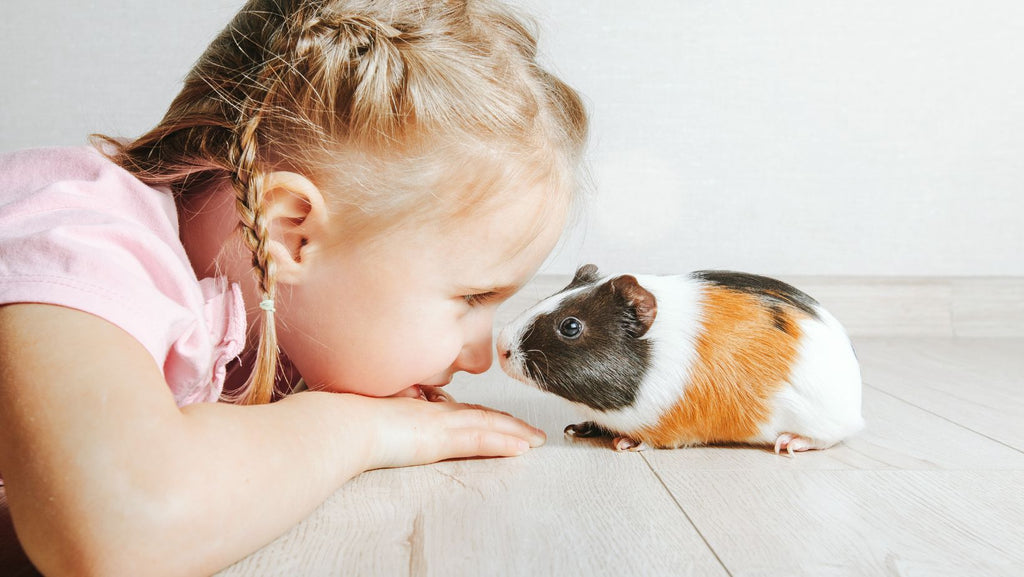 little girl with guinea pig 