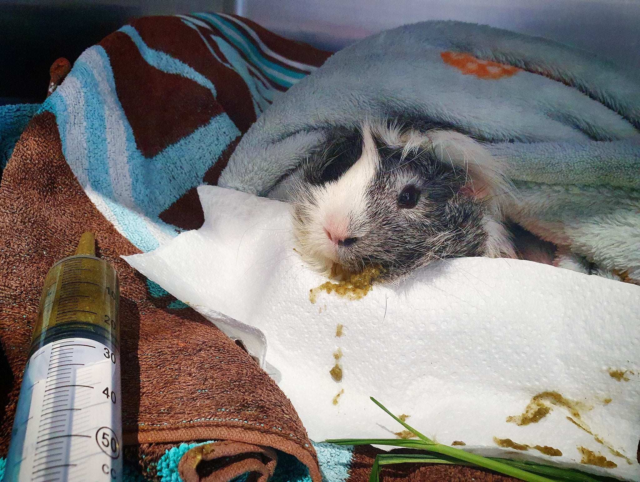 Lethargic store guinea pig