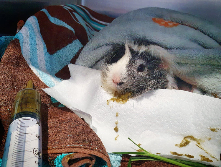 Curated visual reference: Piggies Weight Loss Photo Inspiration