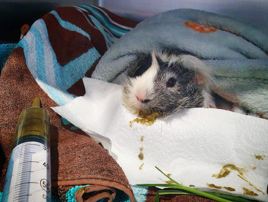 View of PIGGIES WEIGHT LOSS – Guinea Pigs Australia