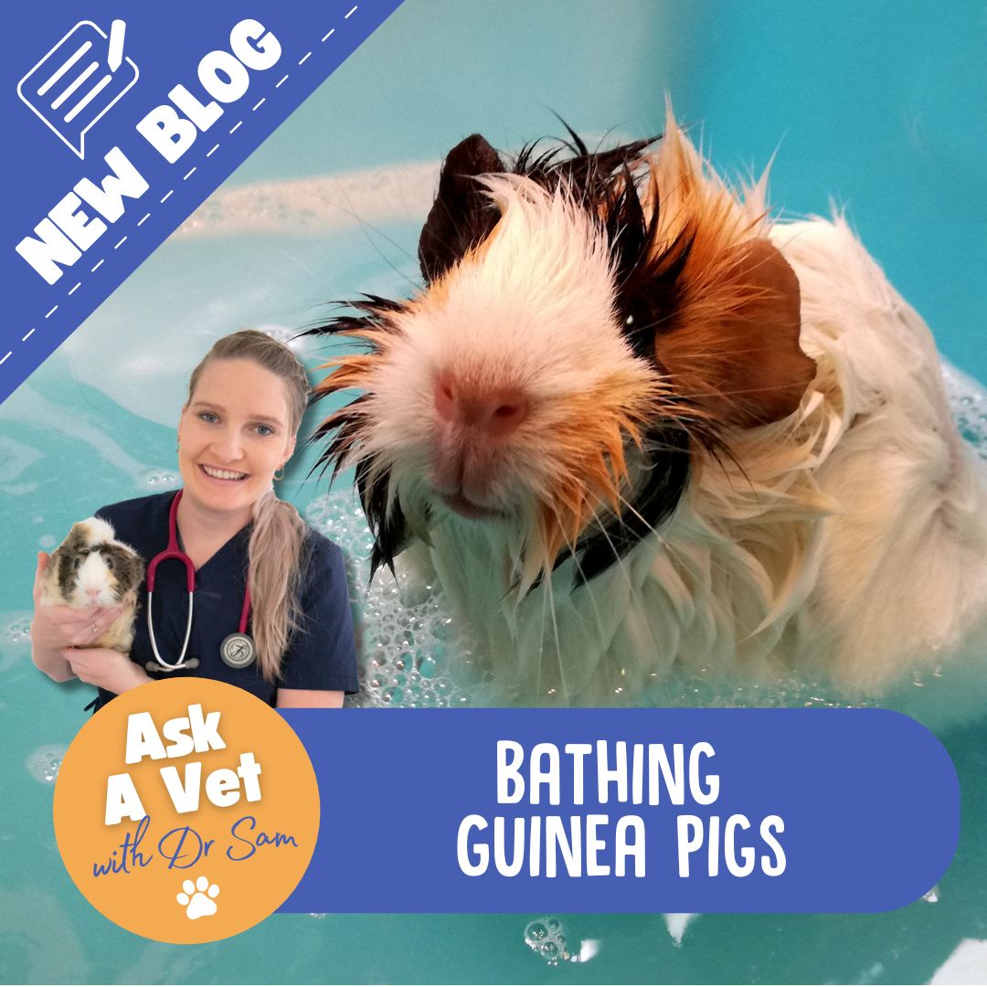 Picture of Bathing Guinea pigs: When and How to do it Safely – Guinea Pigs Australia