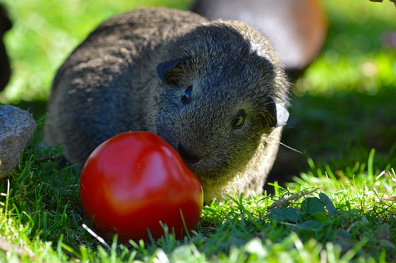 Guinea pigs shop and tomatoes