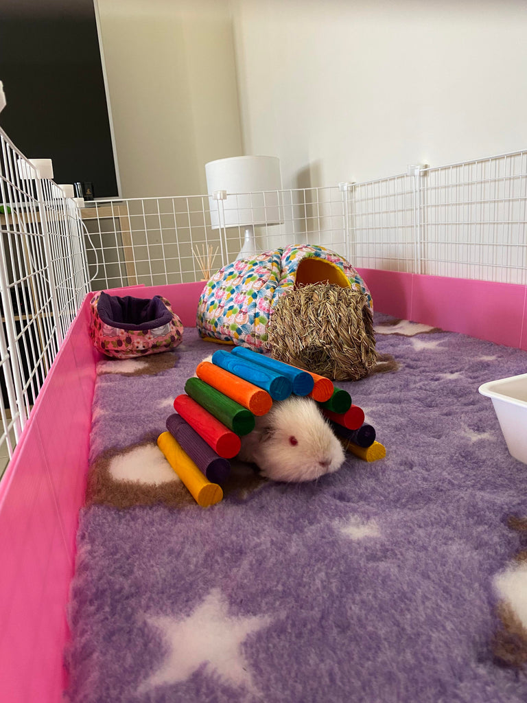 Key points when choosing the right home for your Guinea Pigs