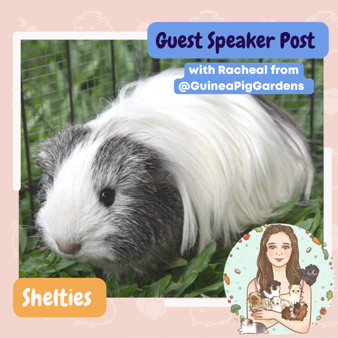 🐹 Sheltie Guinea Pigs 🐹