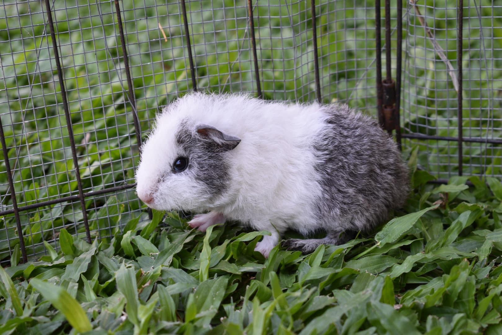 Fluffy white fashion guinea pig