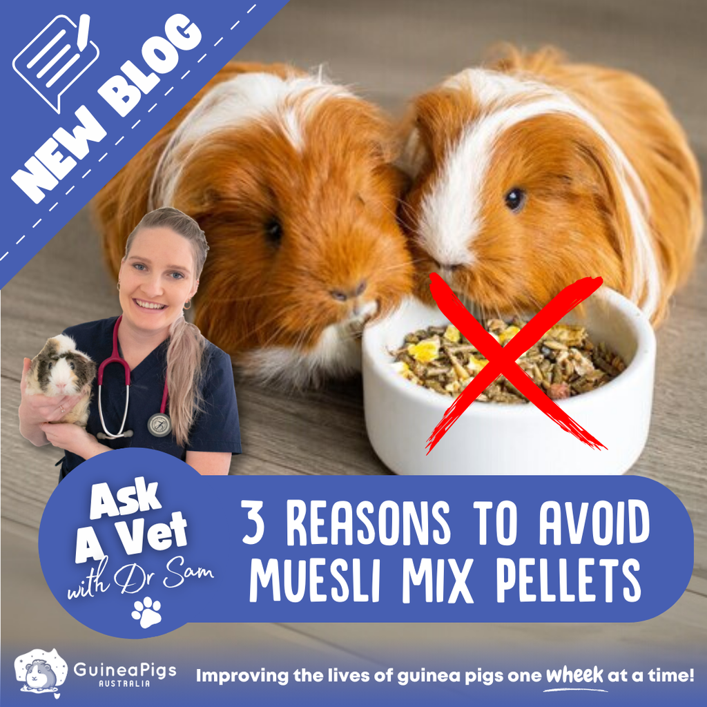 ASK A VET: 3 Reasons To Avoid Muesli/Mix Pellets for Guinea Pigs
