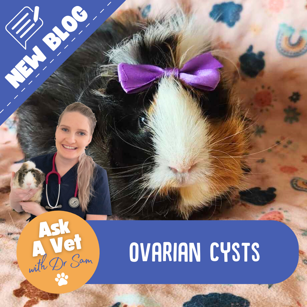 101 on Ovarian Cysts for Piggies