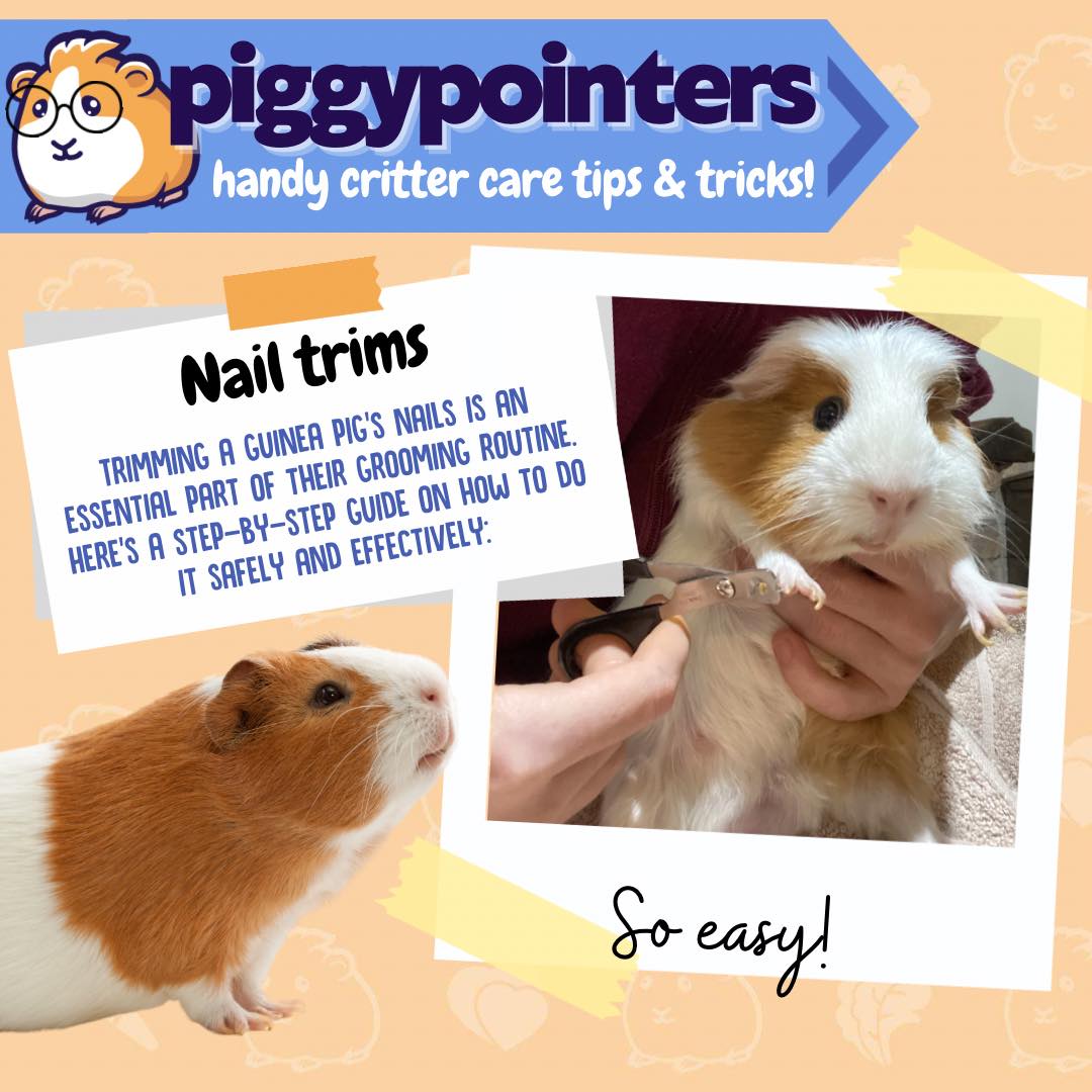 NAIL TRIMMING