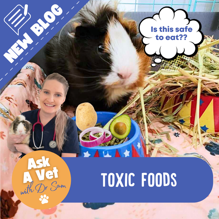 Piggies Toxic Foods - Guinea Pigs Australia - Toxic To Guinea Pigs