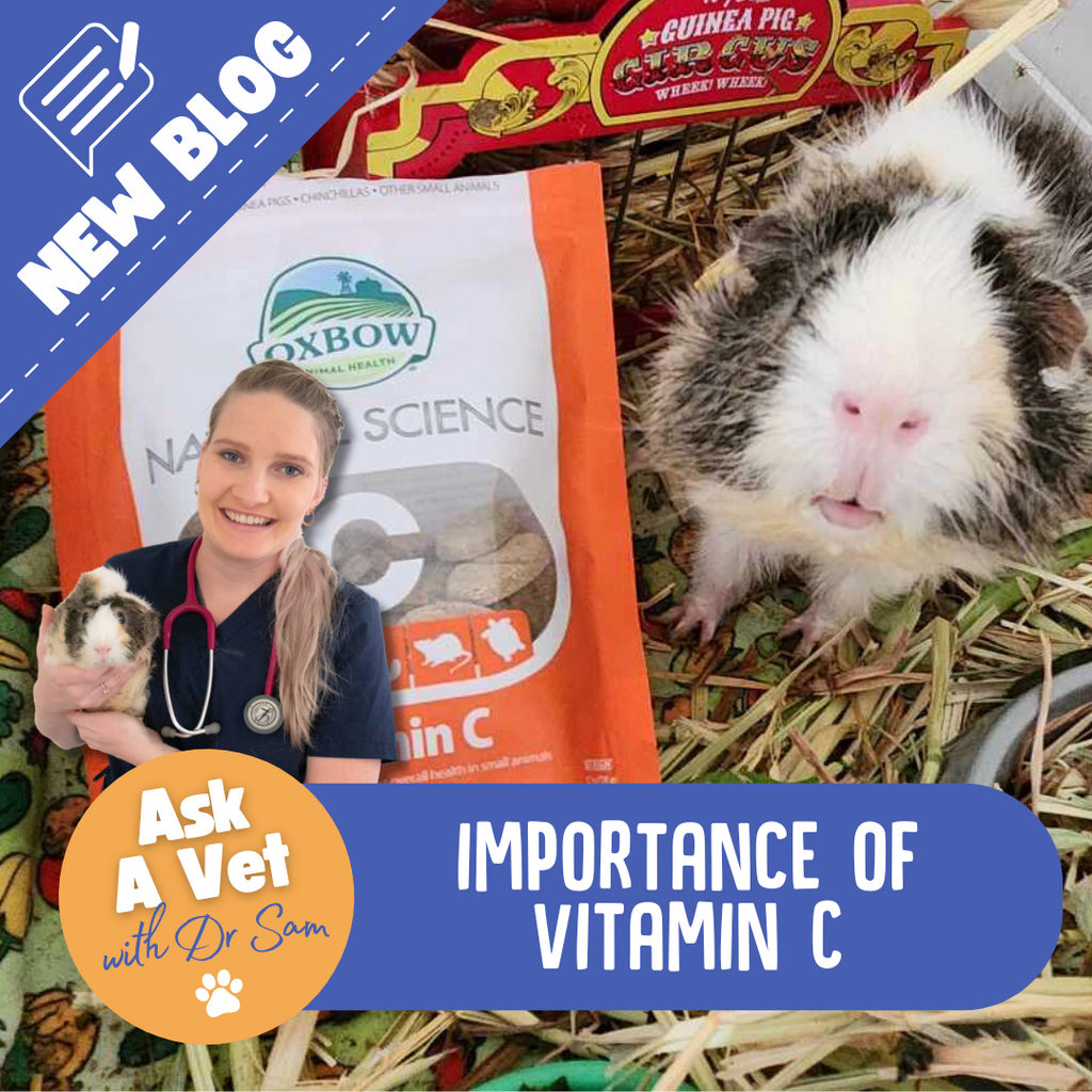 Guinea Pigs and Vitamin C - What is Vitamin C deficiency?