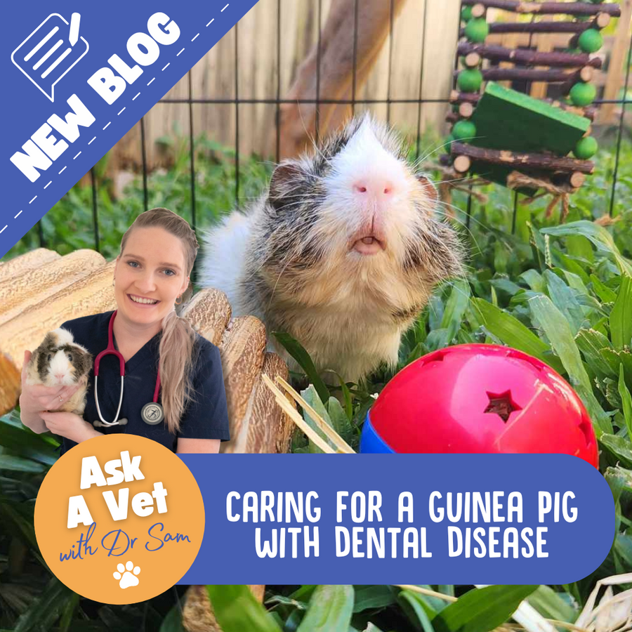 Dental Disease Piggy – Guinea Pigs Australia - Guinea Pig Dental Care Foods