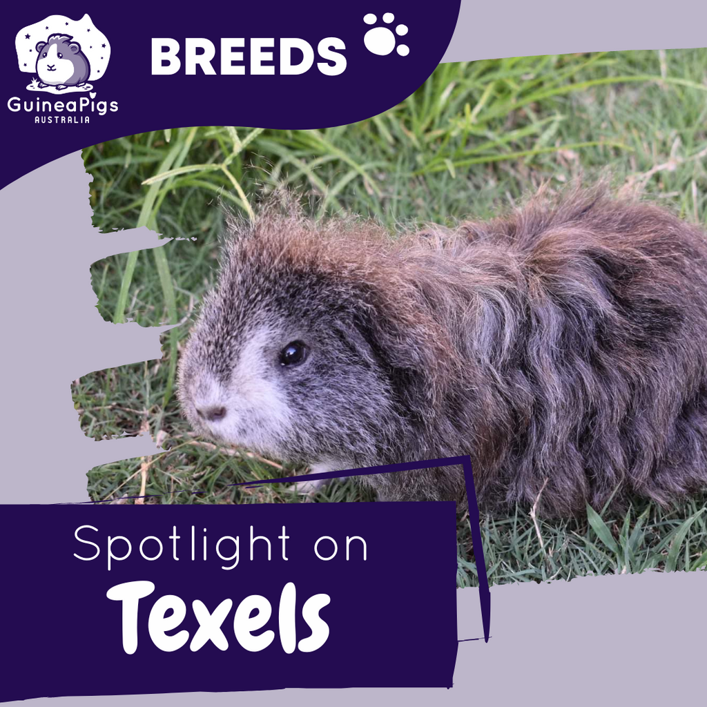 All about Texel Guinea Pigs!