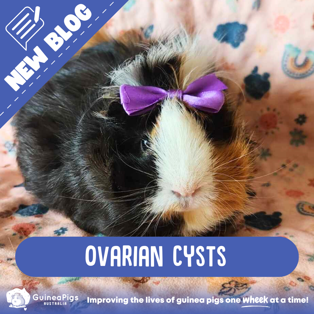 Ovarian Cysts in Guinea Pigs