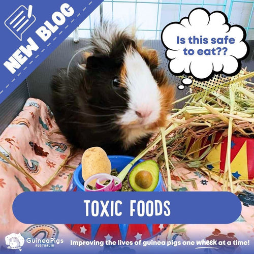 Toxic Foods for Guinea Pigs