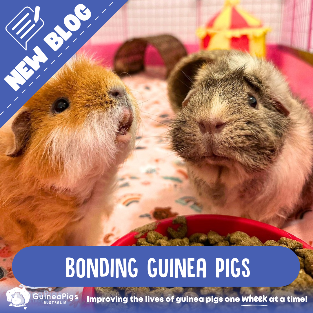 Bonding Guinea Pigs