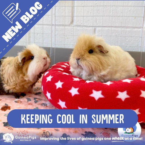How to keep your Guinea Pigs Cool this Summer