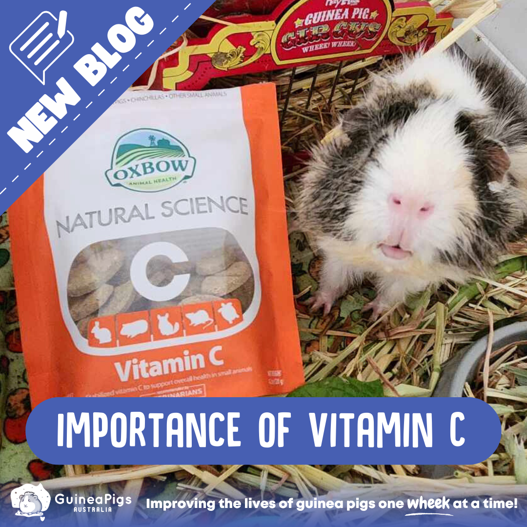 Guinea Pigs and Vitamin C - What is Vitamin C deficiency?