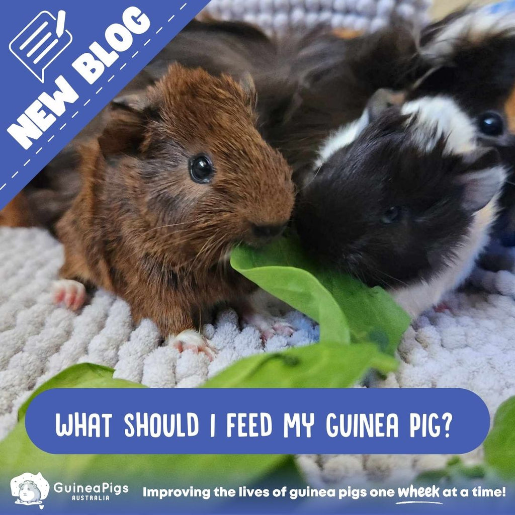 What should I feed my guinea pig?