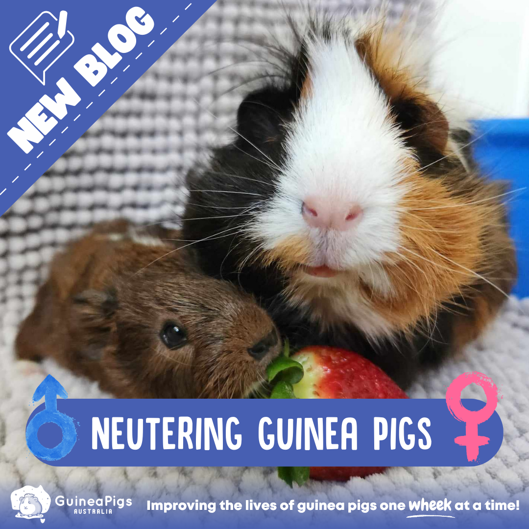 All you need to know about Neutering Guinea Pigs