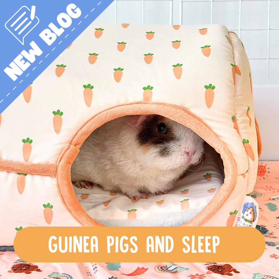 Curated visual reference: Guinea Pig Sleeping Habits Reference: Sleeping Patterns