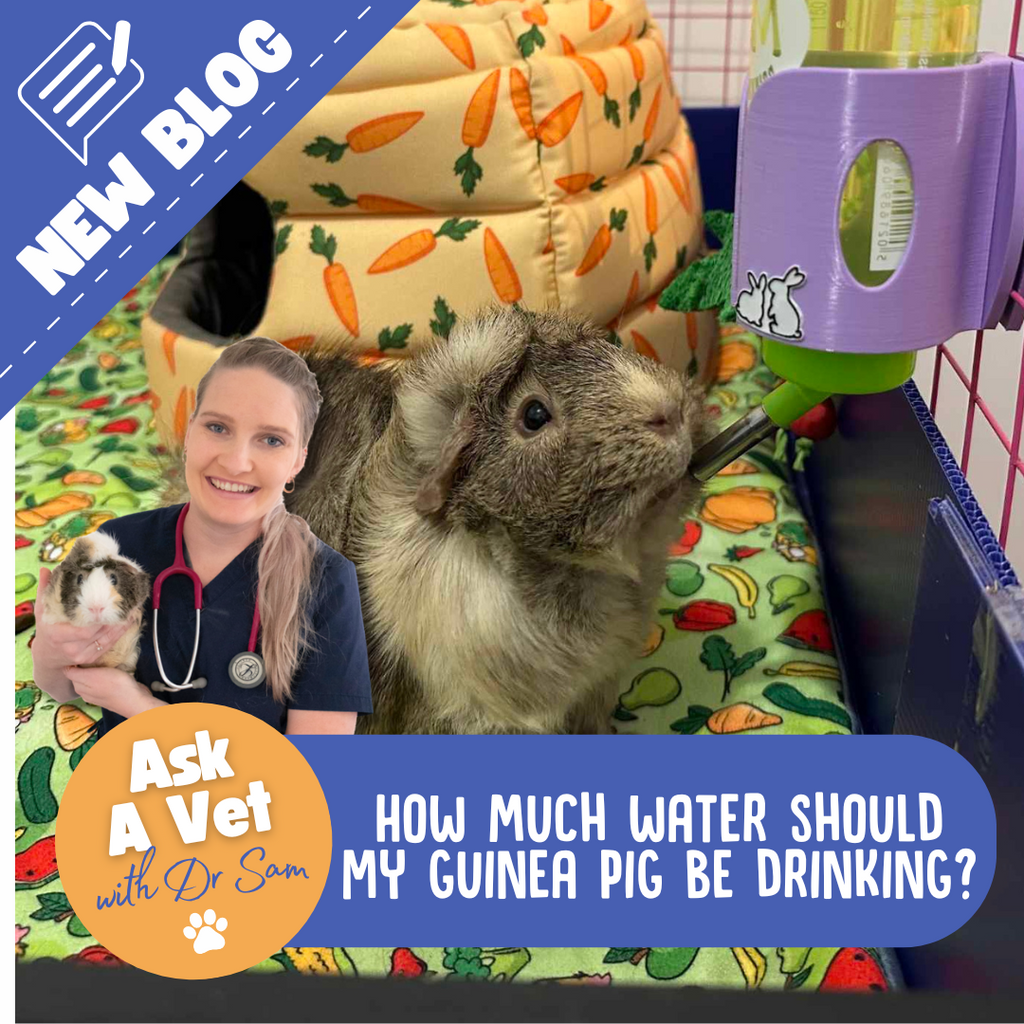 How much water  should my guinea pig be drinking?