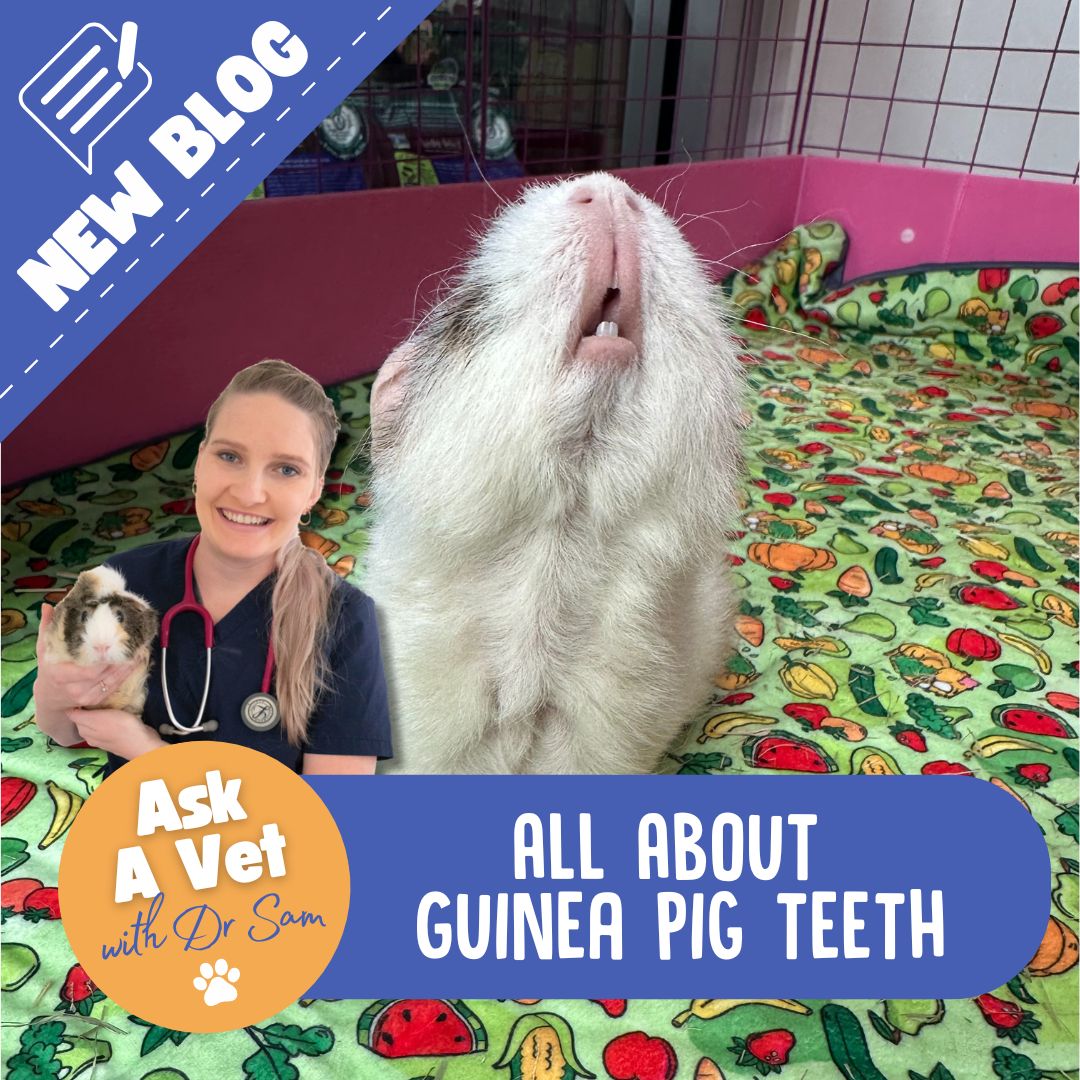 All About Guinea Pig Teeth