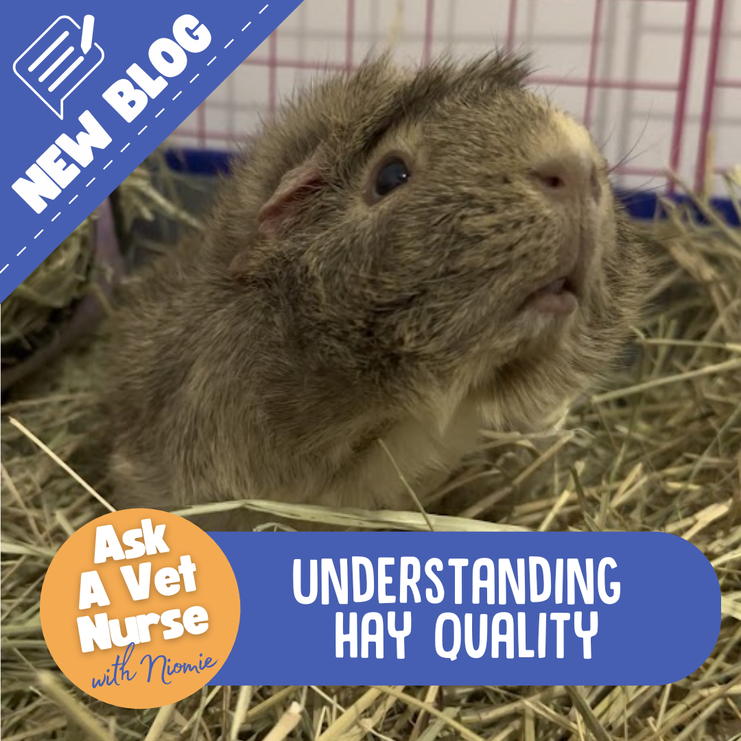 Understanding Hay Quality for Your Guinea Pigs and Rabbits