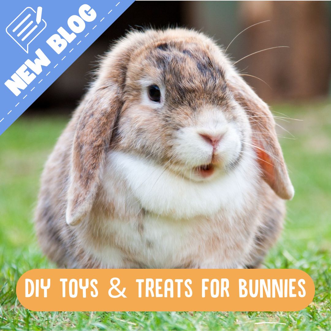 DIY Toys and Food for Rabbits