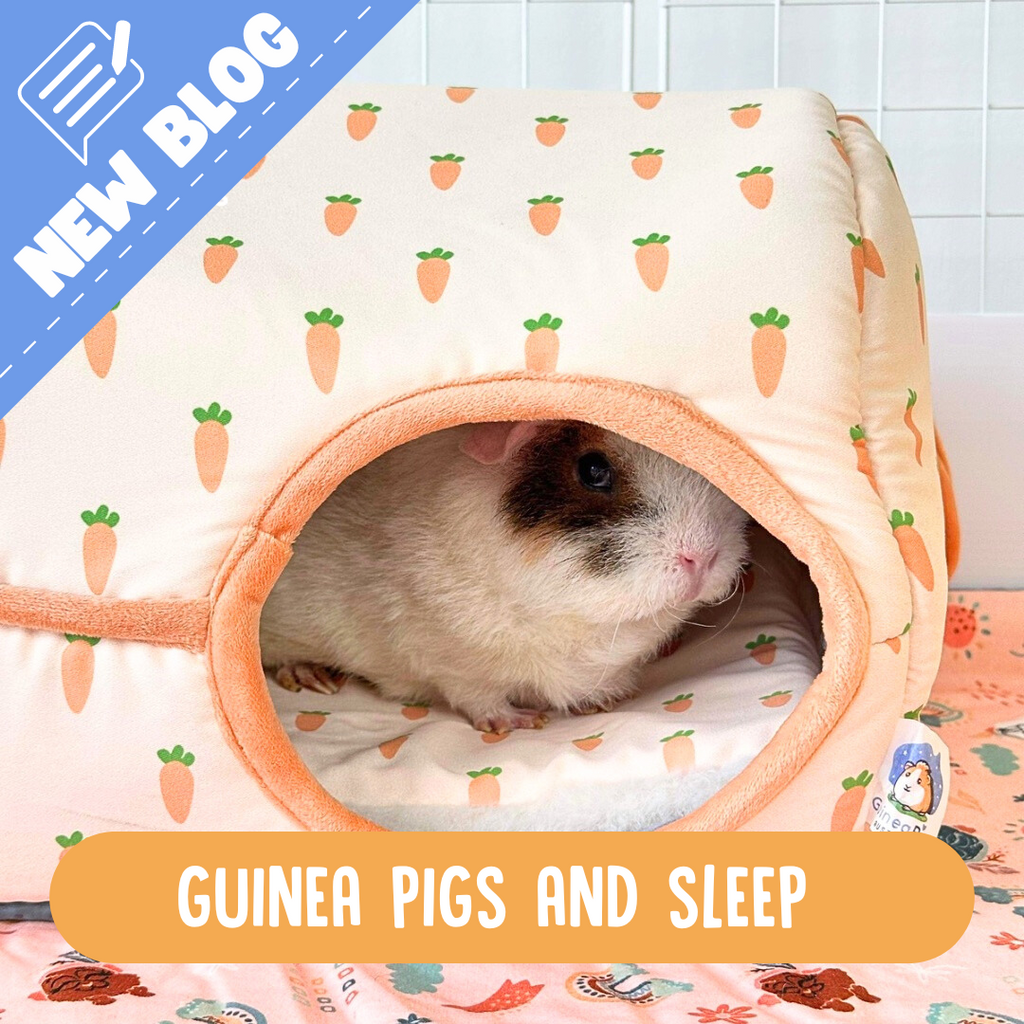 Guinea pig sleeping in a cosy bed 