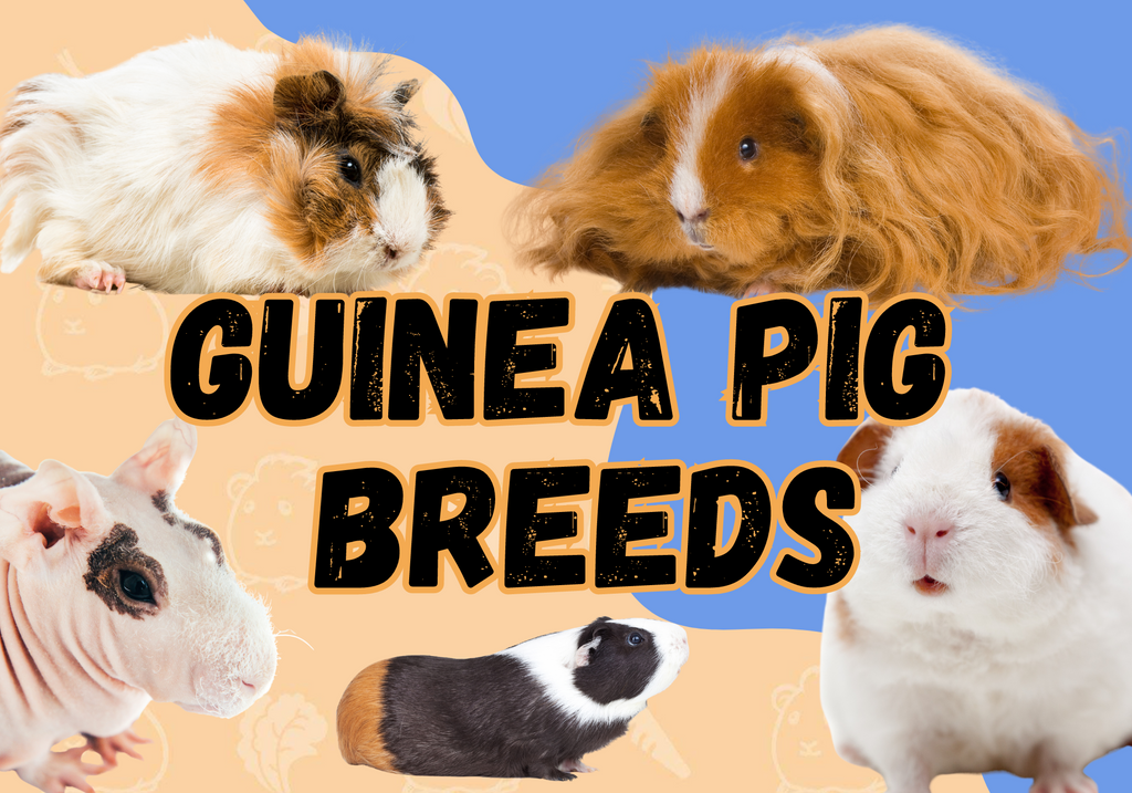 Guinea Pig BREEDS