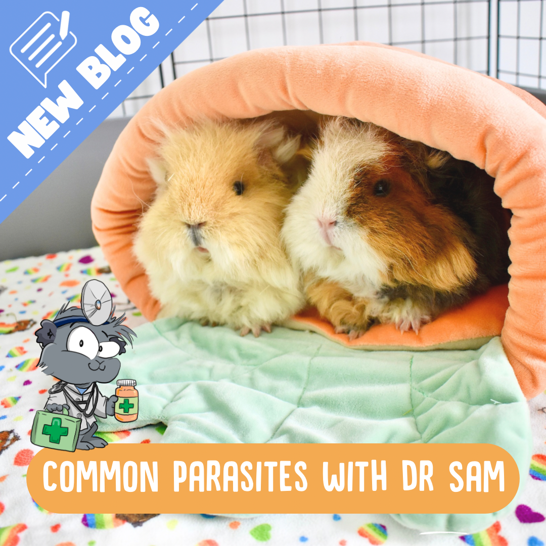 Two fluffy Guinea pig cosy in a carrot bed 