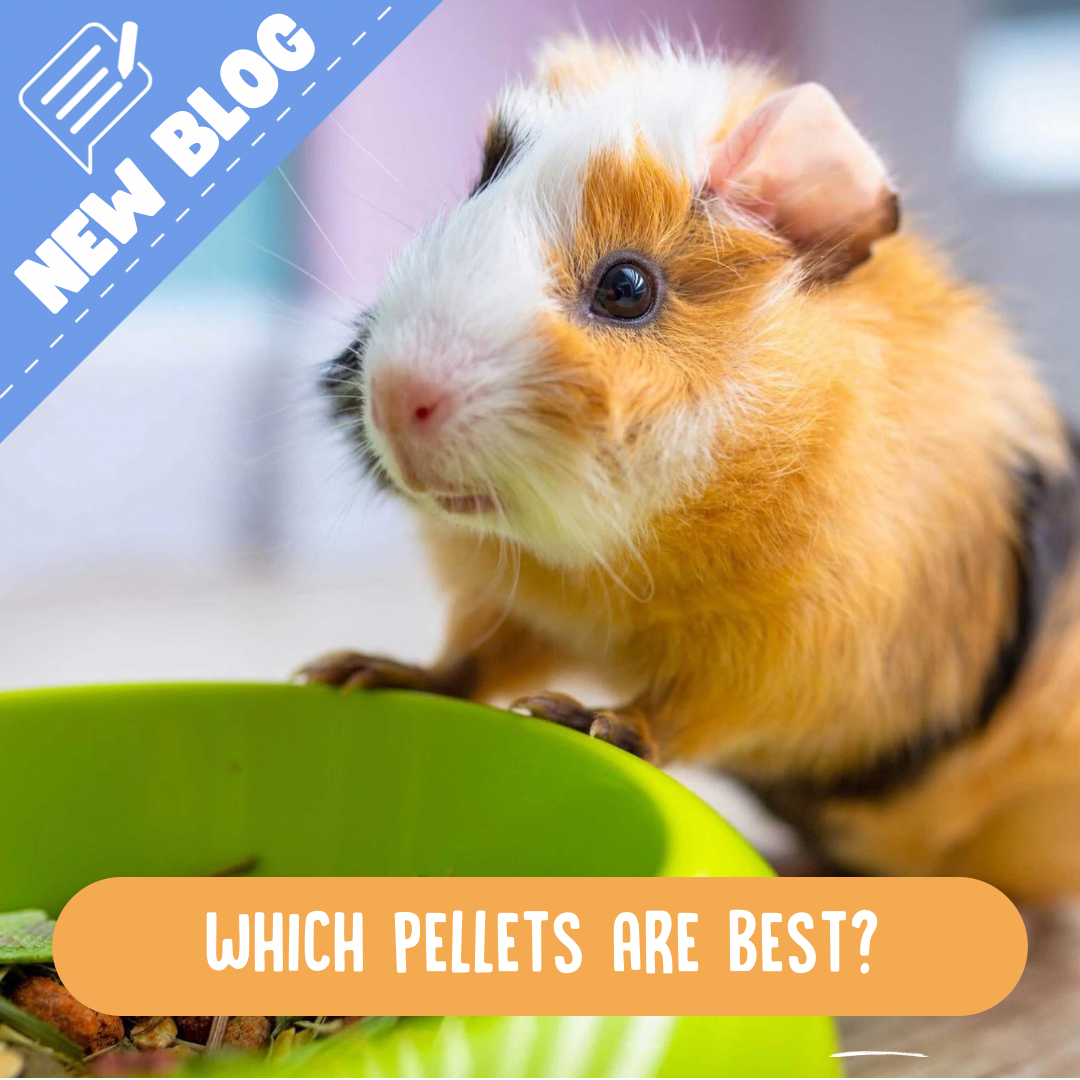 Piggies Best Pellets – Guinea Pigs Australia