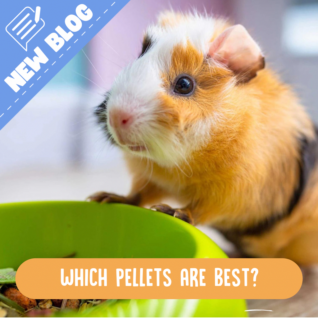 Baby Guinea pig eating pellets 