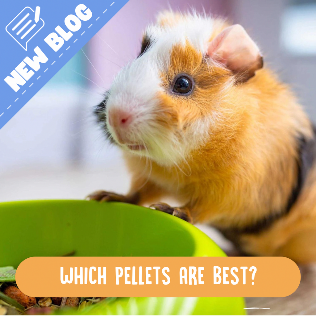 Best things for guinea pigs to eat online