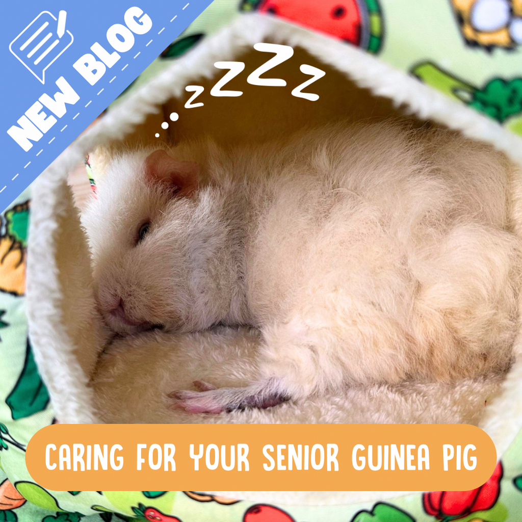 Guinea pig curled up sleeping in a cosy bed 