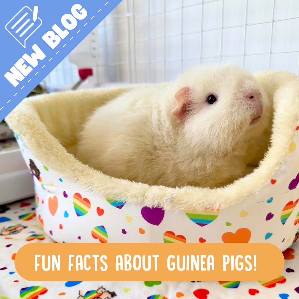 White Guinea pig looking out of a cuddle cup 